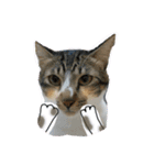 Meow~(=^.^=)（個別スタンプ：10）