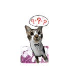 Meow~(=^.^=)（個別スタンプ：11）
