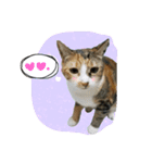 Meow~(=^.^=)（個別スタンプ：12）