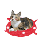 Meow~(=^.^=)（個別スタンプ：14）