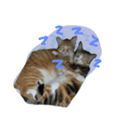 Meow~(=^.^=)（個別スタンプ：16）