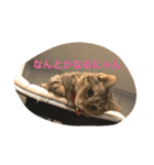 マンチカンのにゃあにゃ（個別スタンプ：1）