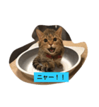 マンチカンのにゃあにゃ（個別スタンプ：4）