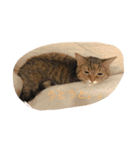 マンチカンのにゃあにゃ（個別スタンプ：5）