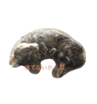 マンチカンのにゃあにゃ（個別スタンプ：6）