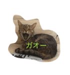 マンチカンのにゃあにゃ（個別スタンプ：8）