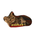 マンチカンのにゃあにゃ（個別スタンプ：12）