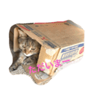 マンチカンのにゃあにゃ（個別スタンプ：13）