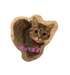 マンチカンのにゃあにゃ（個別スタンプ：15）
