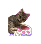 マンチカンのにゃあにゃ（個別スタンプ：24）