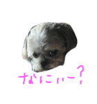 我が家のシオン（個別スタンプ：1）