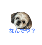 我が家のシオン（個別スタンプ：2）