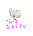 我が家のシオン（個別スタンプ：5）
