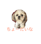 我が家のシオン（個別スタンプ：6）