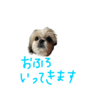 我が家のシオン（個別スタンプ：7）