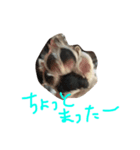 我が家のシオン（個別スタンプ：8）