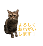 natsume stamp 2（個別スタンプ：1）