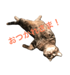 natsume stamp 2（個別スタンプ：3）