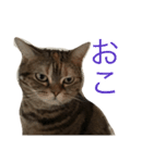 natsume stamp 2（個別スタンプ：5）