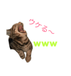 natsume stamp 2（個別スタンプ：6）