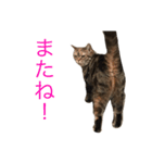 natsume stamp 2（個別スタンプ：8）