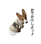コーギー まめ太郎（個別スタンプ：8）