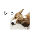 コーギー まめ太郎（個別スタンプ：9）