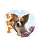 犬 デールさん（個別スタンプ：8）