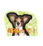 犬 デールさん（個別スタンプ：13）