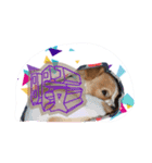犬 デールさん（個別スタンプ：14）
