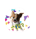 犬 デールさん（個別スタンプ：21）