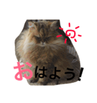 大阪弁にゃんこず（個別スタンプ：3）