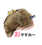 大阪弁にゃんこず（個別スタンプ：4）
