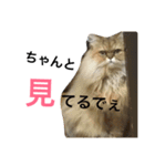 大阪弁にゃんこず（個別スタンプ：6）