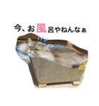大阪弁にゃんこず（個別スタンプ：7）