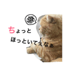 大阪弁にゃんこず（個別スタンプ：8）