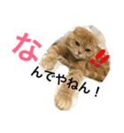 大阪弁にゃんこず（個別スタンプ：10）