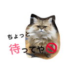 大阪弁にゃんこず（個別スタンプ：12）
