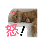 大阪弁にゃんこず（個別スタンプ：13）