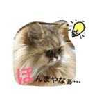 大阪弁にゃんこず（個別スタンプ：14）