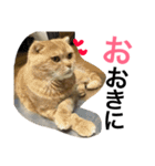 大阪弁にゃんこず（個別スタンプ：15）