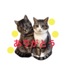 挨拶する仲良し猫 あんちゃん＆ひなちゃん（個別スタンプ：1）