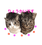 挨拶する仲良し猫 あんちゃん＆ひなちゃん（個別スタンプ：2）