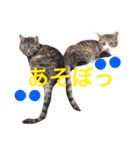挨拶する仲良し猫 あんちゃん＆ひなちゃん（個別スタンプ：3）