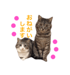 挨拶する仲良し猫 あんちゃん＆ひなちゃん（個別スタンプ：6）