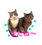 挨拶する仲良し猫 あんちゃん＆ひなちゃん（個別スタンプ：7）