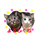 挨拶する仲良し猫 あんちゃん＆ひなちゃん（個別スタンプ：8）