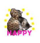 挨拶する仲良し猫 あんちゃん＆ひなちゃん（個別スタンプ：9）