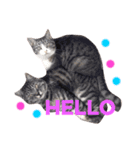 挨拶する仲良し猫 あんちゃん＆ひなちゃん（個別スタンプ：10）