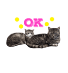 挨拶する仲良し猫 あんちゃん＆ひなちゃん（個別スタンプ：11）